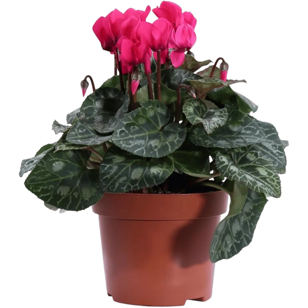 Noleggio Pianta di Plastica - Ornamentale con Vaso